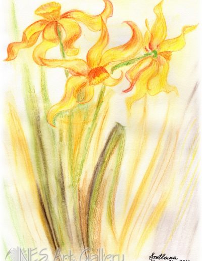 Gold Daffodil